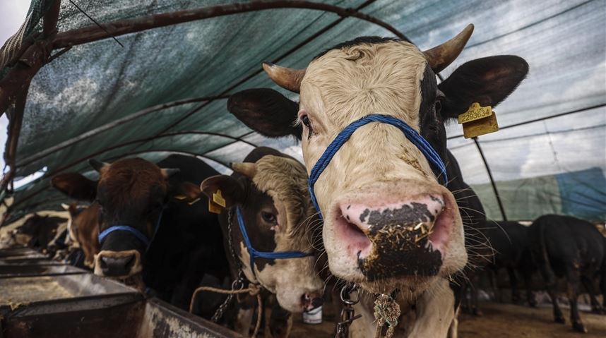 Kurban Bayramı ne zaman başlıyor, tatil kaç gün? Kurban Bayramı tatili bu yıl 9 gün mü sürecek?