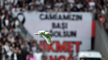 Beşiktaş - Samsunspor maçına martı engeli